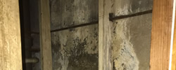Cypress Hills mold remediation service